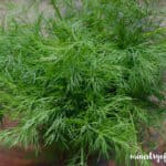 dill dhokli