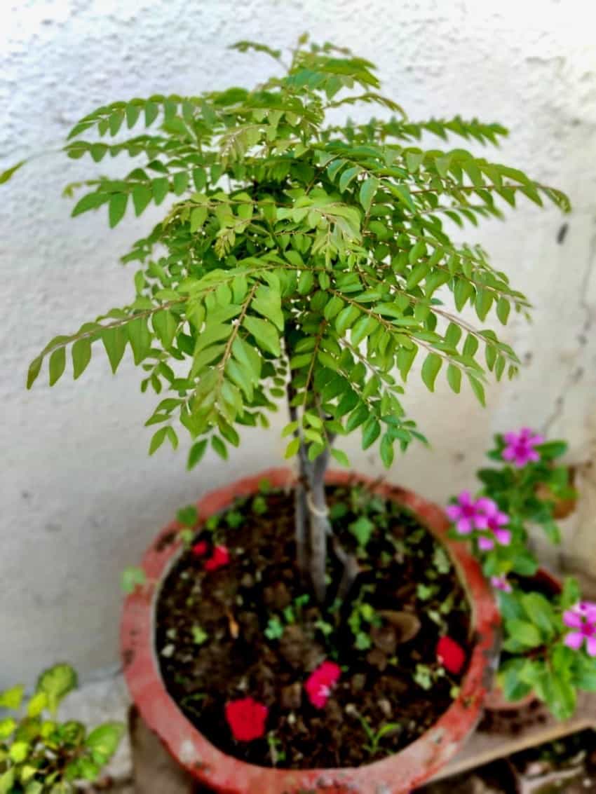 potted curry leaves plant 
