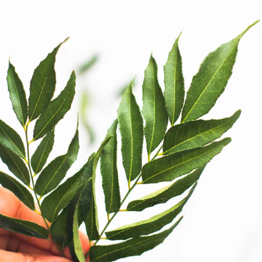 sprigs of curry leaves 