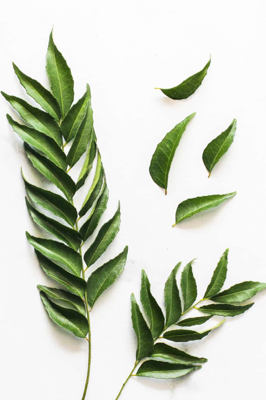 fresh curry leaves and sprig 