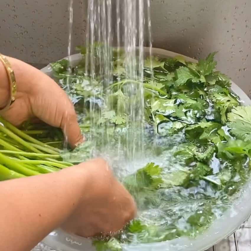 rinsing cilantro 