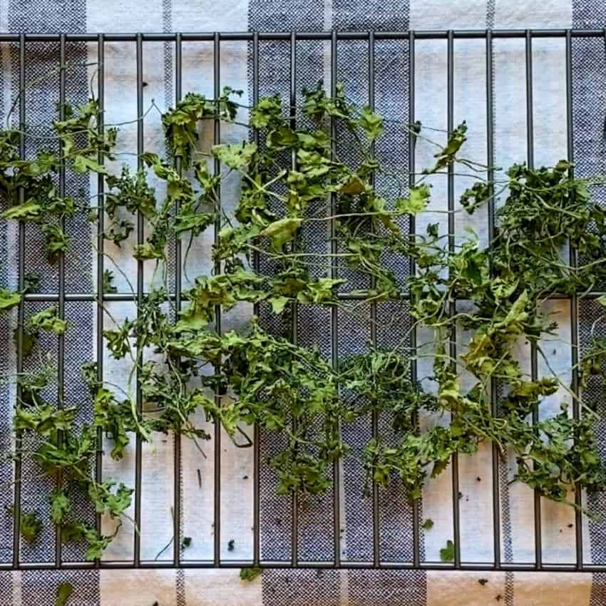 air dried cilantro on a cooling rack 