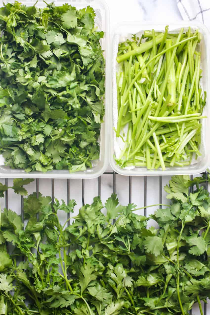 Fresh cilantro & stems 