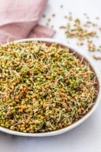 sprouted moth and mung beans