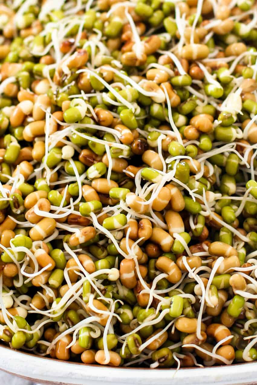 sprouted moth and mung beans