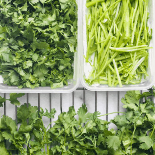 Prep and store fresh cilantro