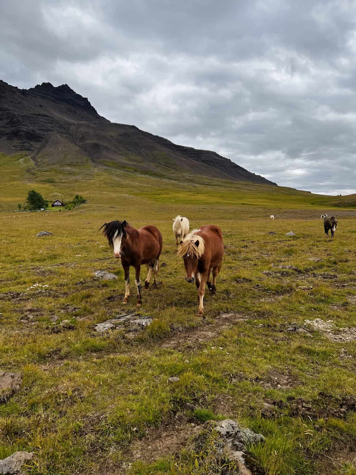 horses enroute Grunadarfjordur on iceland road trip 